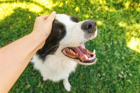 cotokoto初企画！ 愛犬とおでかけ準備