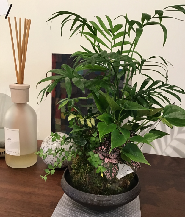 新しい植物が入荷しています🪴